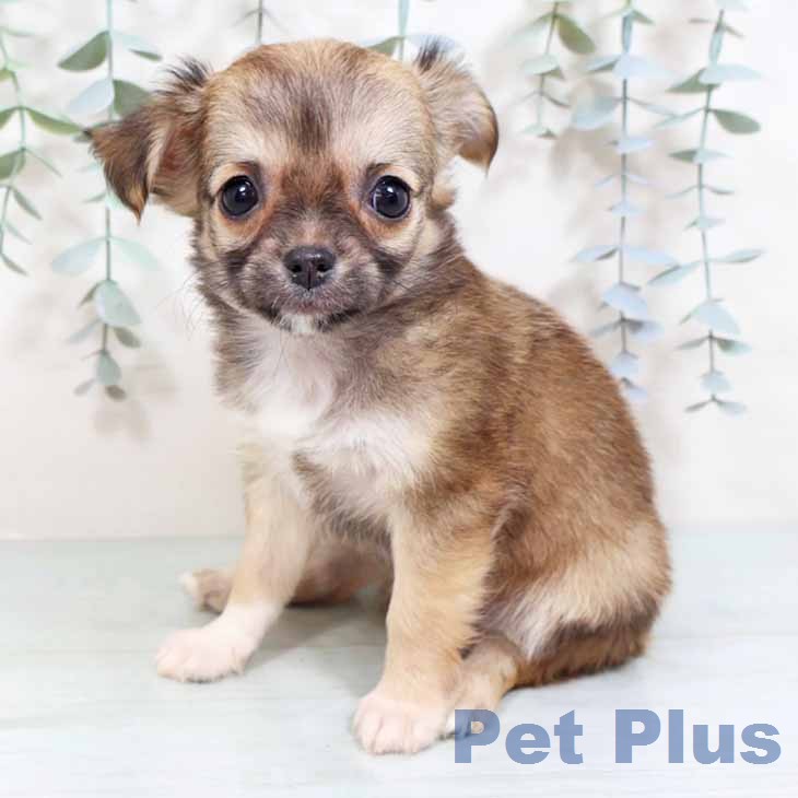 大阪府のチワワ(ロング) (ペットプラス 四條畷店/2026年2月22日生まれ/女の子/レッド)の子犬の1枚目の画像