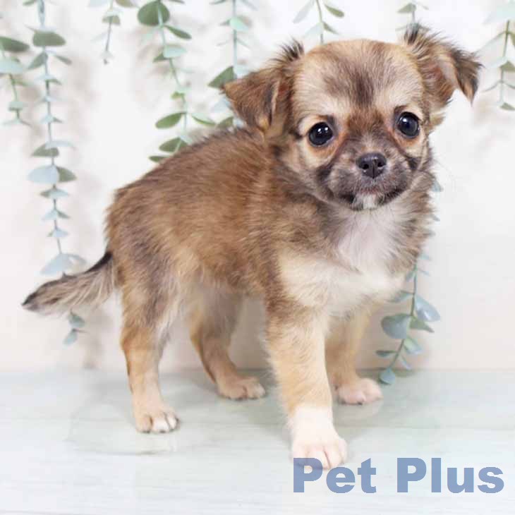 大阪府のチワワ(ロング) (ペットプラス 四條畷店/2026年2月22日生まれ/女の子/レッド)の子犬の2枚目の画像