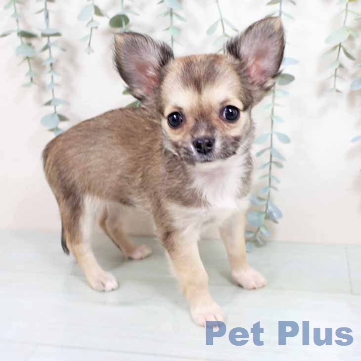 大阪府のチワワ(ロング) (ペットプラス 堺鉄砲町店/2026年2月22日生まれ/女の子/フォーン)の子犬の1枚目の画像