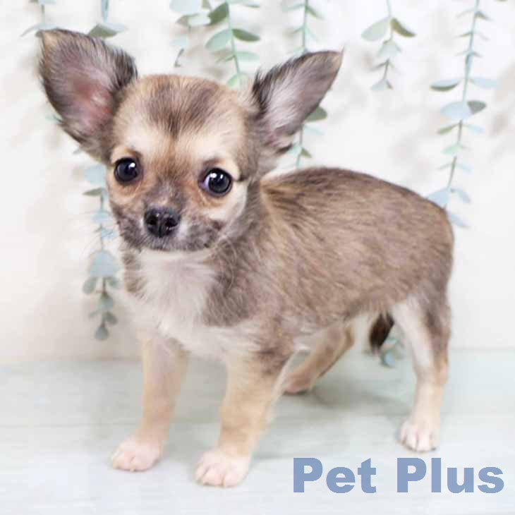 大阪府のチワワ(ロング) (ペットプラス 堺鉄砲町店/2026年2月22日生まれ/女の子/フォーン)の子犬の2枚目の画像