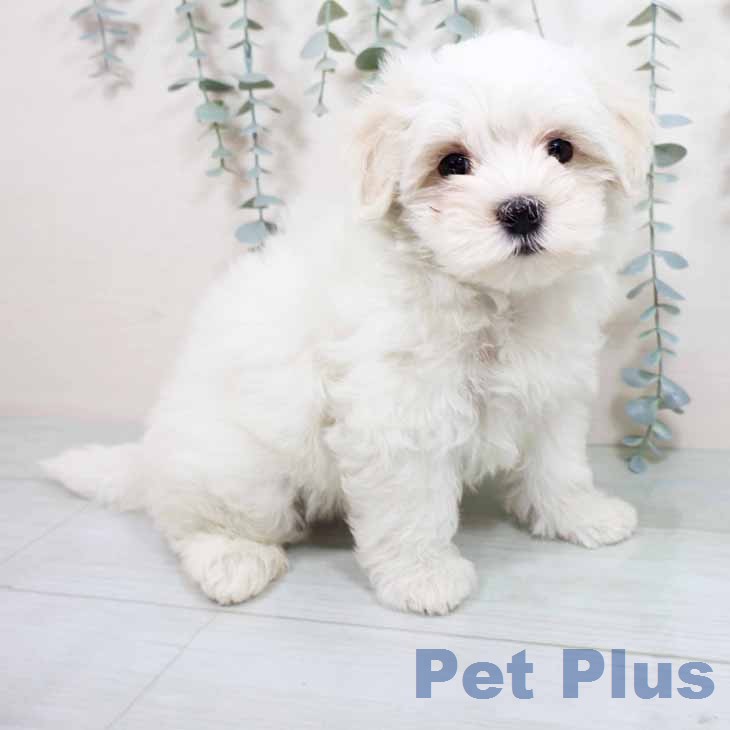 マルチーズの写真2