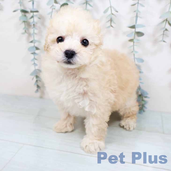 トイ・プードルの写真2