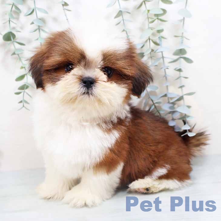 シー・ズーの写真2