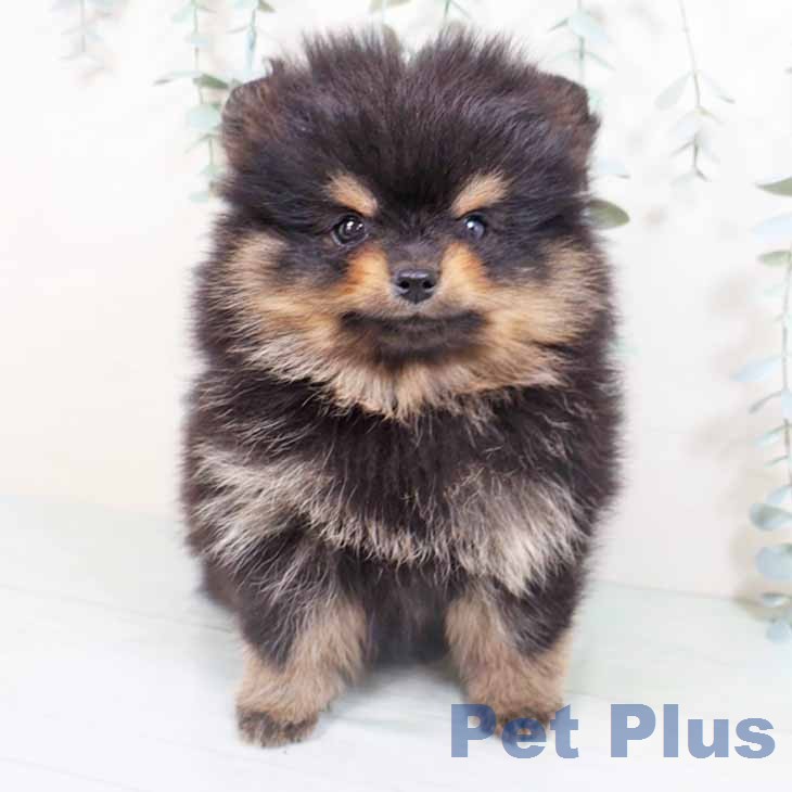 ポメラニアンの写真2
