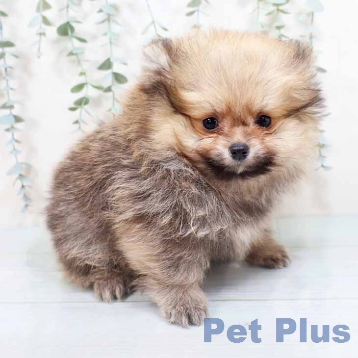 大阪府のポメラニアン (ペットプラス 堺北花田店/2026年2月22日生まれ/男の子/オレンジ)の子犬の1枚目の画像