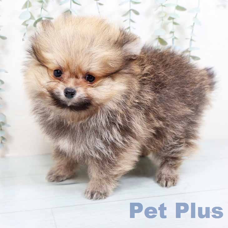 大阪府のポメラニアン (ペットプラス 堺北花田店/2026年2月22日生まれ/男の子/オレンジ)の子犬の2枚目の画像