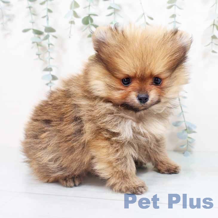 ポメラニアンの写真2