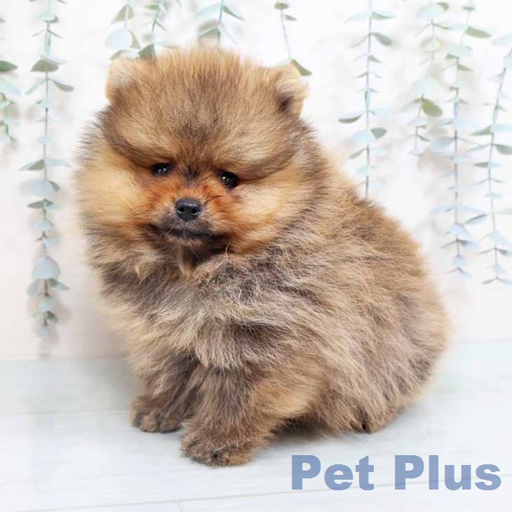 大阪府のポメラニアン (ペットプラス 堺鉄砲町店/2026年2月22日生まれ/男の子/オレンジ)の子犬の1枚目の画像