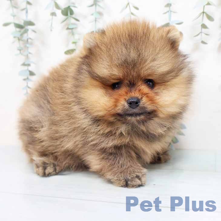 大阪府のポメラニアン (ペットプラス 堺鉄砲町店/2026年2月22日生まれ/男の子/オレンジ)の子犬の2枚目の画像