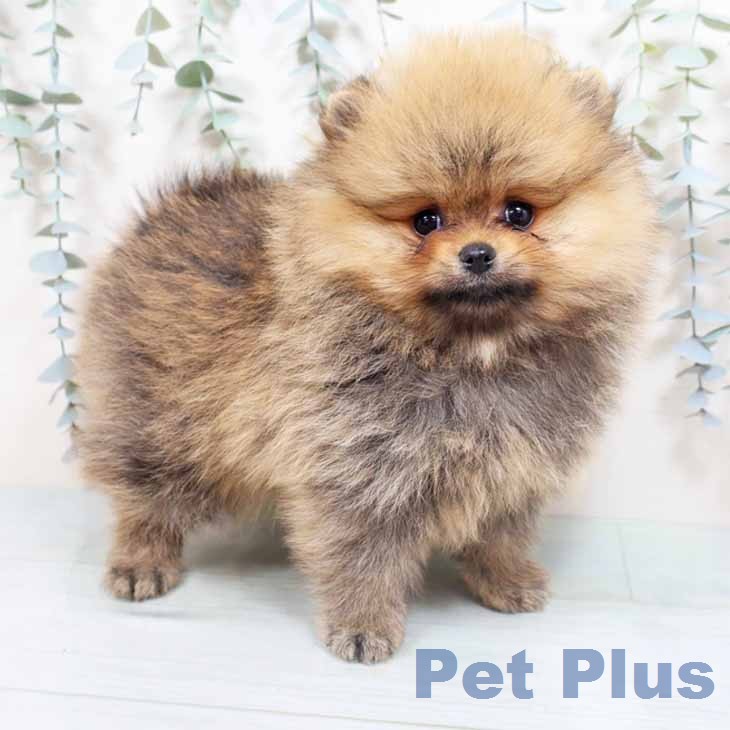 兵庫県のポメラニアン (ペットプラス 明石店/2026年2月22日生まれ/女の子/オレンジ)の子犬の1枚目の画像