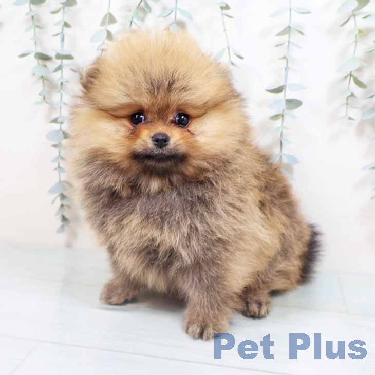 兵庫県のポメラニアン (ペットプラス 明石店/2026年2月22日生まれ/女の子/オレンジ)の子犬の2枚目の画像