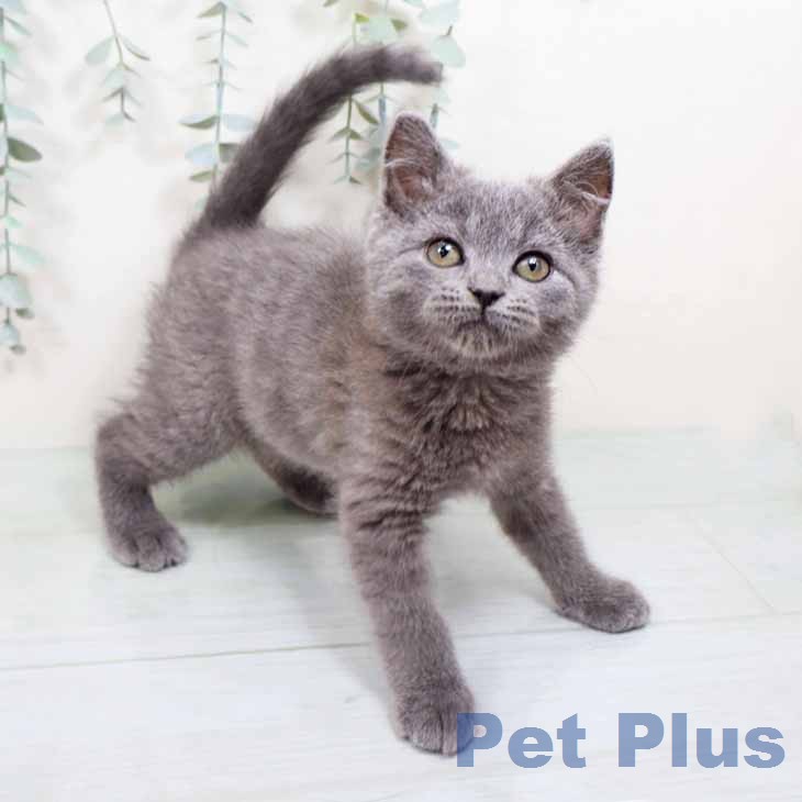 新潟県のブリティッシュショートヘアー (ペットプラス 新潟南店/2026年2月10日生まれ/男の子/ブルー)の子猫
