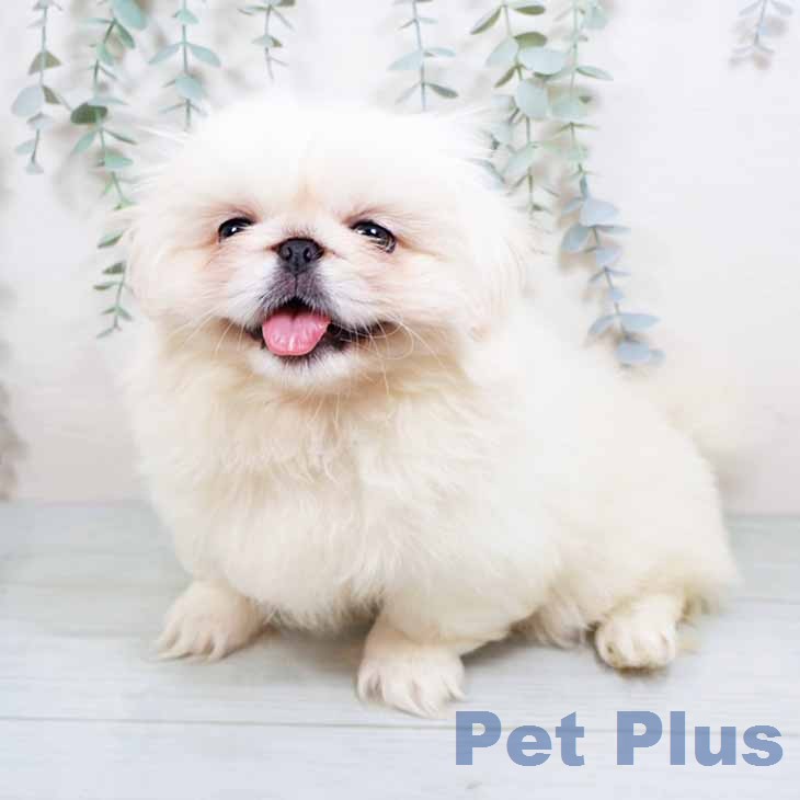 ペキニーズの写真2