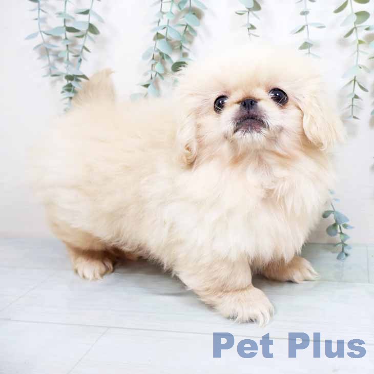 ペキニーズの写真2