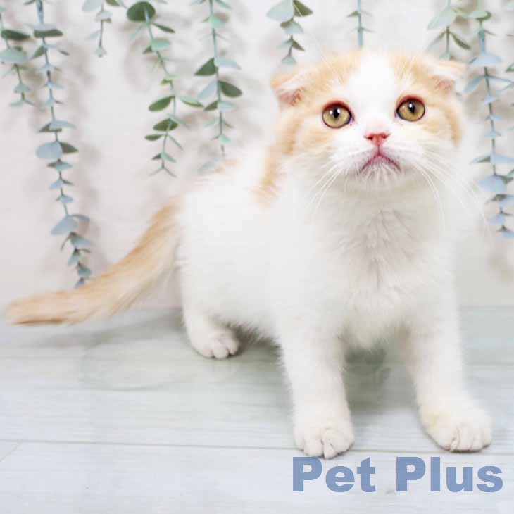 スコティッシュフォールド