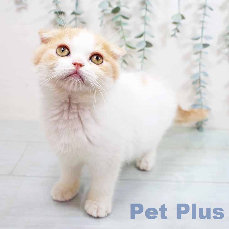 スコティッシュフォールドの写真2