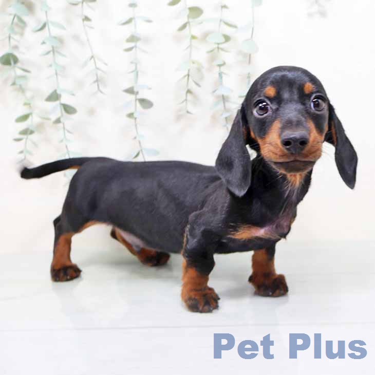 奈良県のミニチュアダックスフンド(ロング) (ペットプラス 大和郡山店/2026年2月18日生まれ/男の子/ブラックタン)の子犬の1枚目の画像