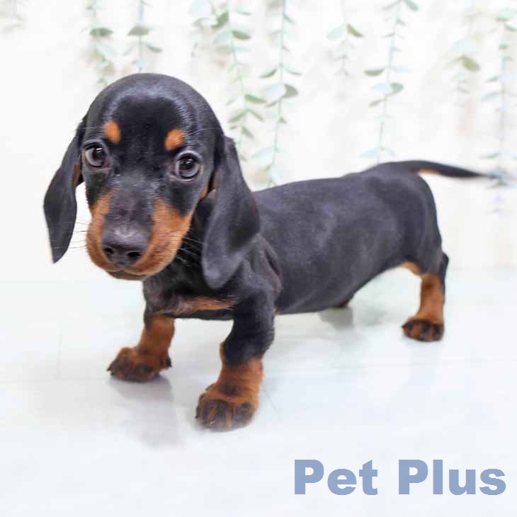 奈良県のミニチュアダックスフンド(ロング) (ペットプラス 大和郡山店/2026年2月18日生まれ/男の子/ブラックタン)の子犬の2枚目の画像