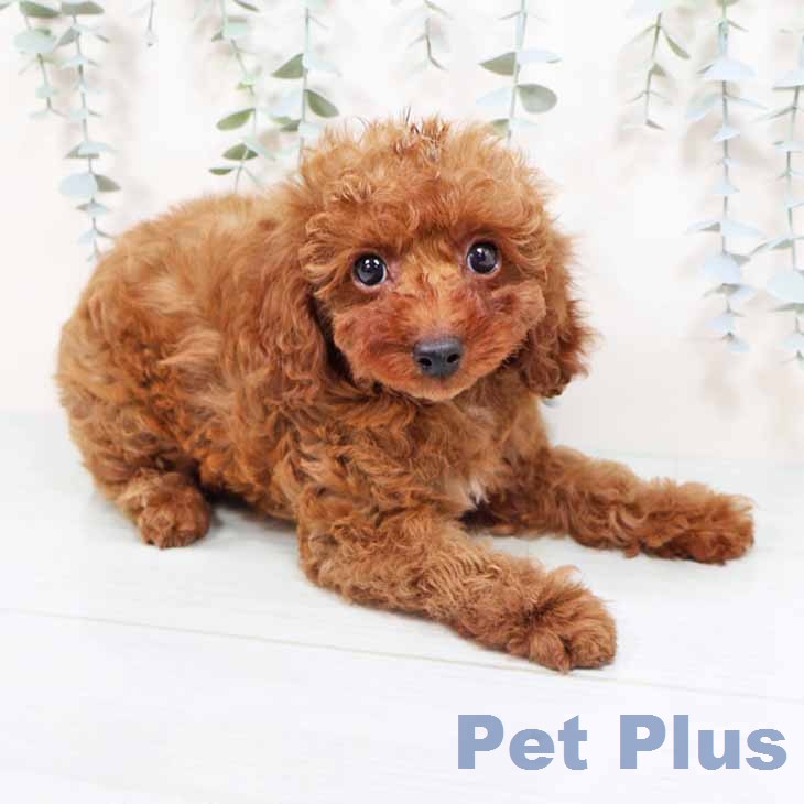 トイ・プードルの写真2