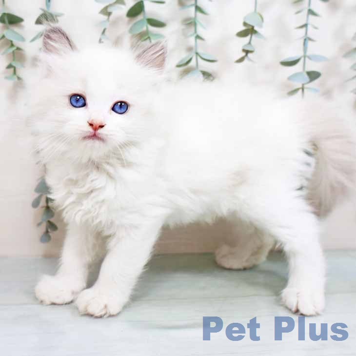 大阪府のラグドール (ペットプラス イオン大日店/2026年2月24日生まれ/男の子/ブルーポイントバイカラー)の子猫の1枚目の画像
