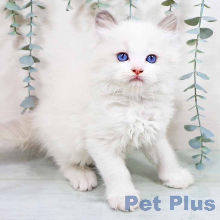 大阪府のラグドール (ペットプラス イオン大日店/2026年2月24日生まれ/男の子/ブルーポイントバイカラー)の子猫の2枚目の画像