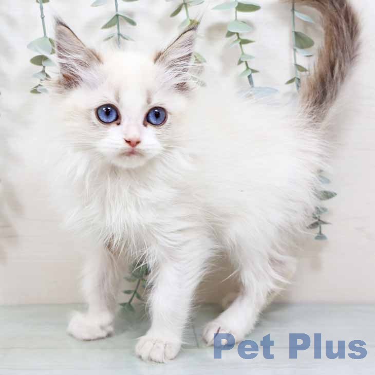 京都府のラグドール (ペットプラス イオンモールKYOTO店/2026年2月24日生まれ/男の子/シールポイントバイカラー)の子猫の1枚目の画像