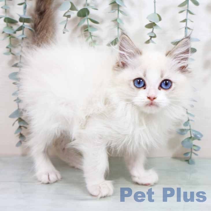 京都府のラグドール (ペットプラス イオンモールKYOTO店/2026年2月24日生まれ/男の子/シールポイントバイカラー)の子猫の2枚目の画像