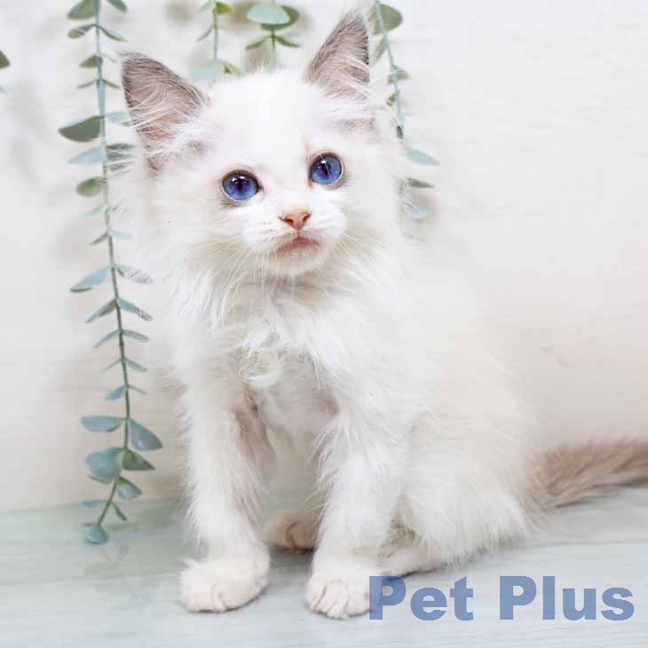 京都府のラグドール (ペットプラス イオンモールKYOTO店/2026年2月10日生まれ/女の子/シールポイントバイカラー)の子猫の1枚目の画像