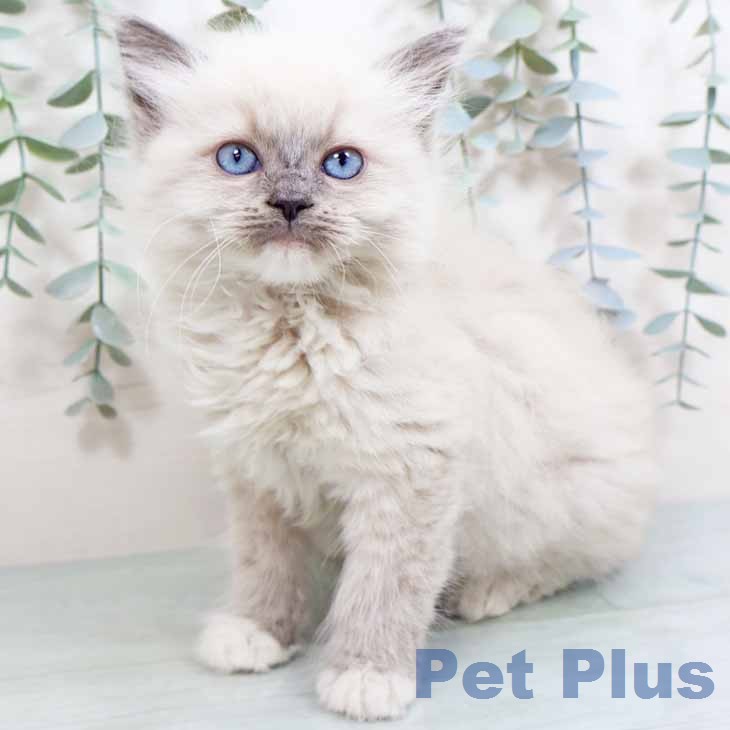 大阪府のラグドール (ペットプラス イオン大日店/2026年2月18日生まれ/女の子/ブルーポイントミテッド)の子猫の1枚目の画像