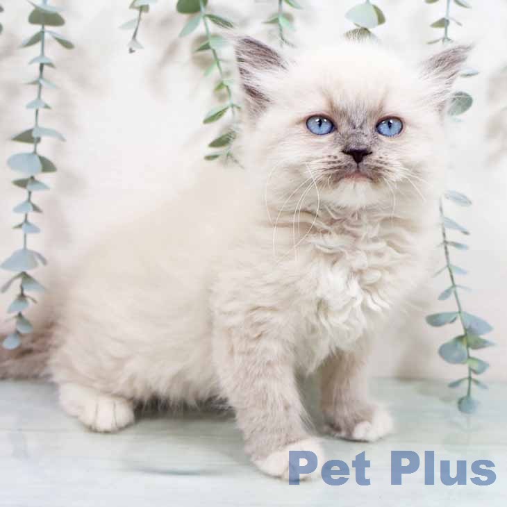 大阪府のラグドール (ペットプラス イオン大日店/2026年2月18日生まれ/女の子/ブルーポイントミテッド)の子猫の2枚目の画像
