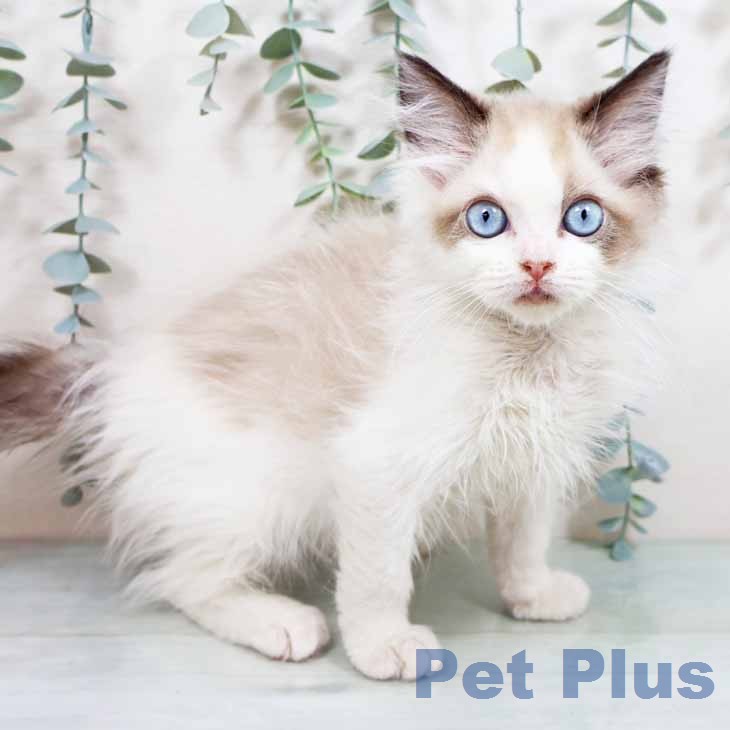 大阪府のラグドール (ペットプラス りんくう泉南店/2026年2月18日生まれ/女の子/シールポイントバイカラー)の子猫の1枚目の画像