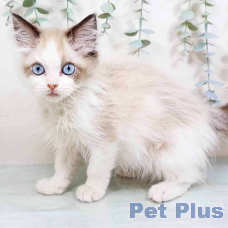 大阪府のラグドール (ペットプラス りんくう泉南店/2026年2月18日生まれ/女の子/シールポイントバイカラー)の子猫の2枚目の画像