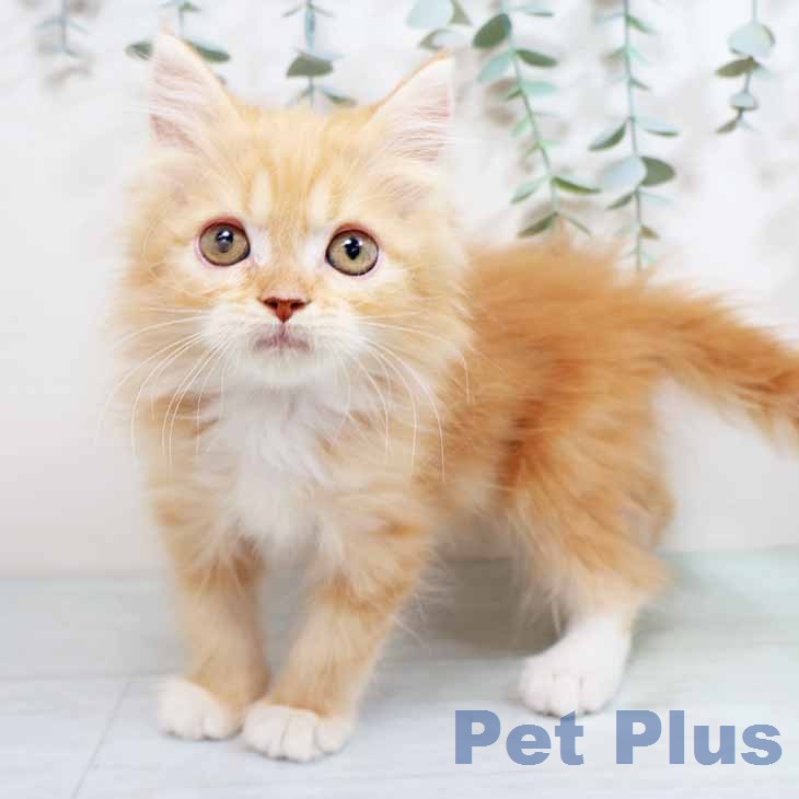 奈良県のラガマフィン (ペットプラス 大和郡山店/2026年2月11日生まれ/男の子/レッドタビーホワイト)の子猫の1枚目の画像