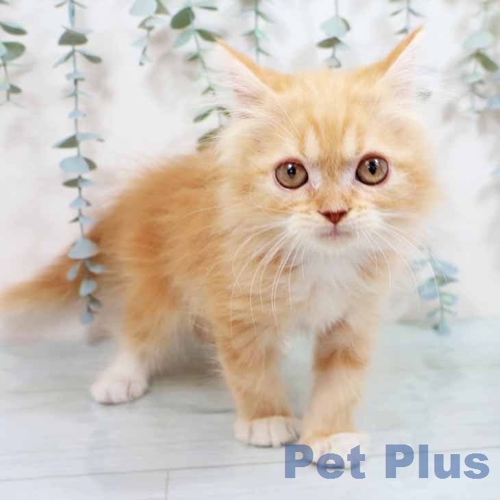 奈良県のラガマフィン (ペットプラス 大和郡山店/2026年2月11日生まれ/男の子/レッドタビーホワイト)の子猫の2枚目の画像