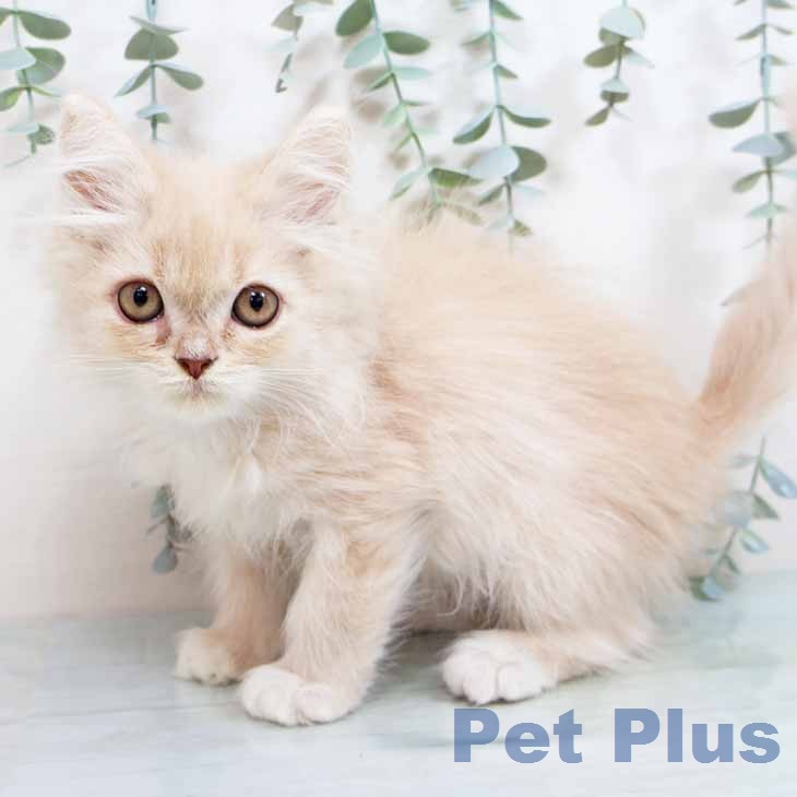 大阪府のラガマフィン (ペットプラス ららぽーと和泉店/2026年2月11日生まれ/男の子/クリームタビーホワイト)の子猫の1枚目の画像