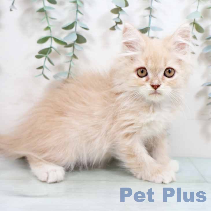 大阪府のラガマフィン (ペットプラス ららぽーと和泉店/2026年2月11日生まれ/男の子/クリームタビーホワイト)の子猫の2枚目の画像