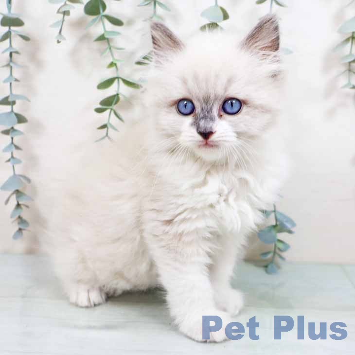 大阪府のラグドール (ペットプラス ららぽーと和泉店/2026年2月24日生まれ/女の子/ブルーポイントミテッド)の子猫の1枚目の画像
