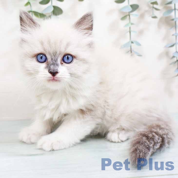 大阪府のラグドール (ペットプラス ららぽーと和泉店/2026年2月24日生まれ/女の子/ブルーポイントミテッド)の子猫の2枚目の画像