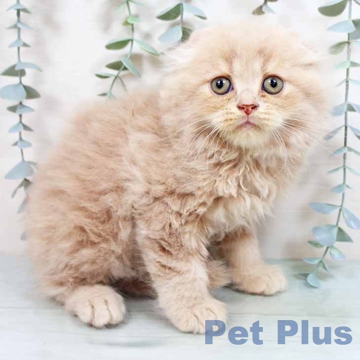 奈良県のスコティッシュフォールド (ペットプラス 大和郡山店/2026年2月25日生まれ/男の子/クリームタビー)の子猫の1枚目の画像