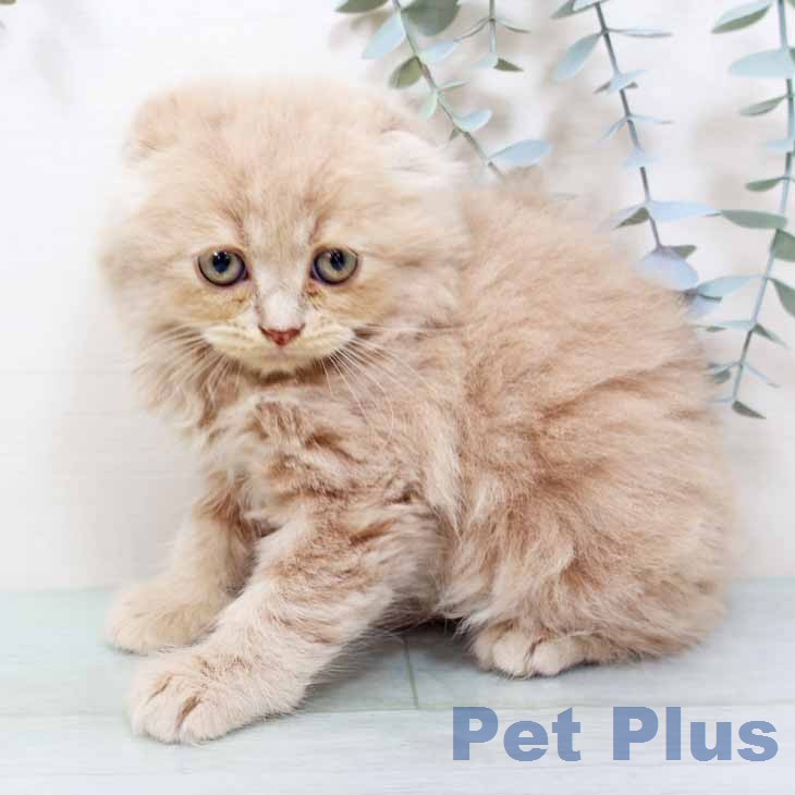奈良県のスコティッシュフォールド (ペットプラス 大和郡山店/2026年2月25日生まれ/男の子/クリームタビー)の子猫の2枚目の画像
