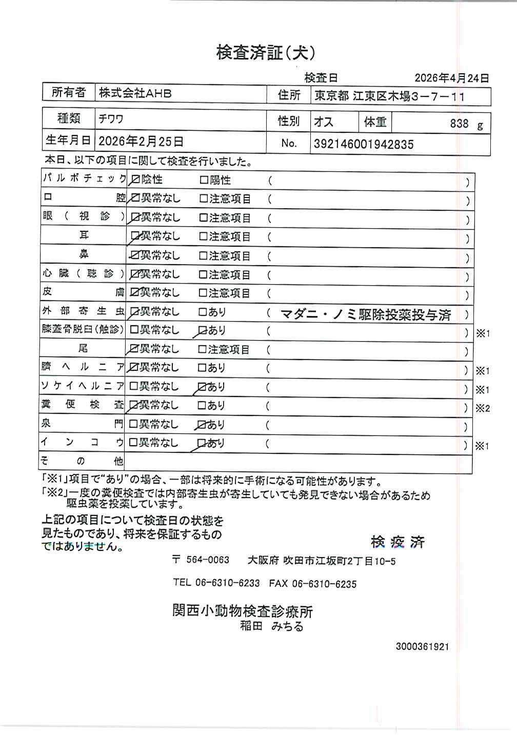 チワワ