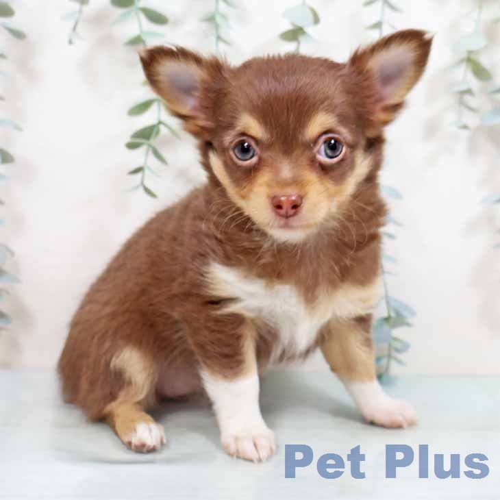 奈良県のチワワ(ロング) (ペットプラス 大和郡山店/2026年2月25日生まれ/女の子/チョコレートタンホワイト)の子犬の1枚目の画像