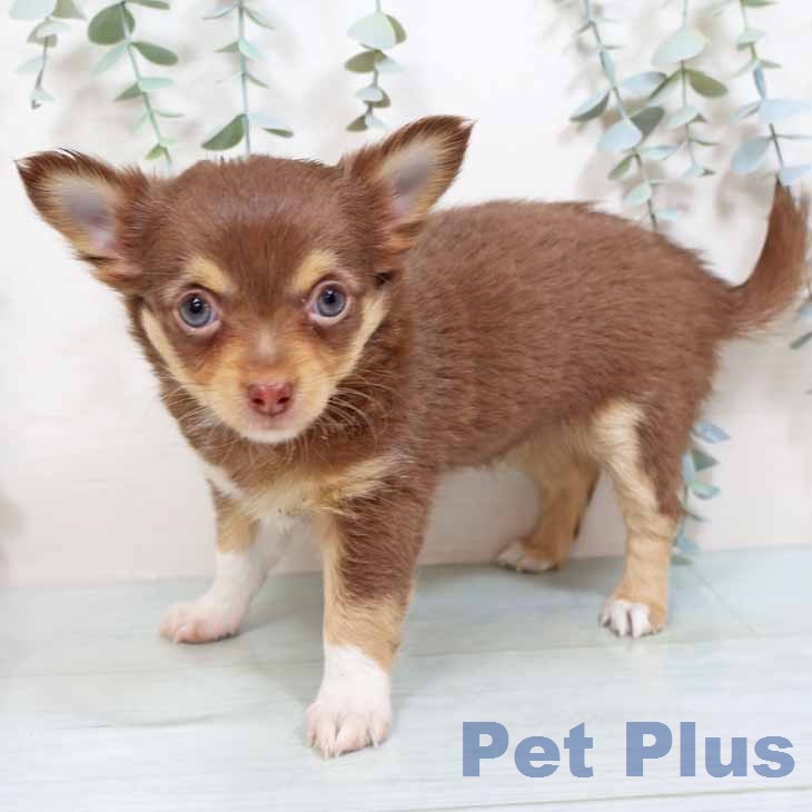 奈良県のチワワ(ロング) (ペットプラス 大和郡山店/2026年2月25日生まれ/女の子/チョコレートタンホワイト)の子犬の2枚目の画像