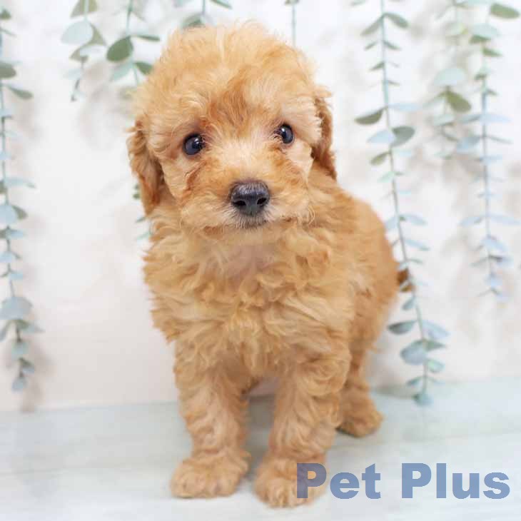 トイ・プードルの写真2