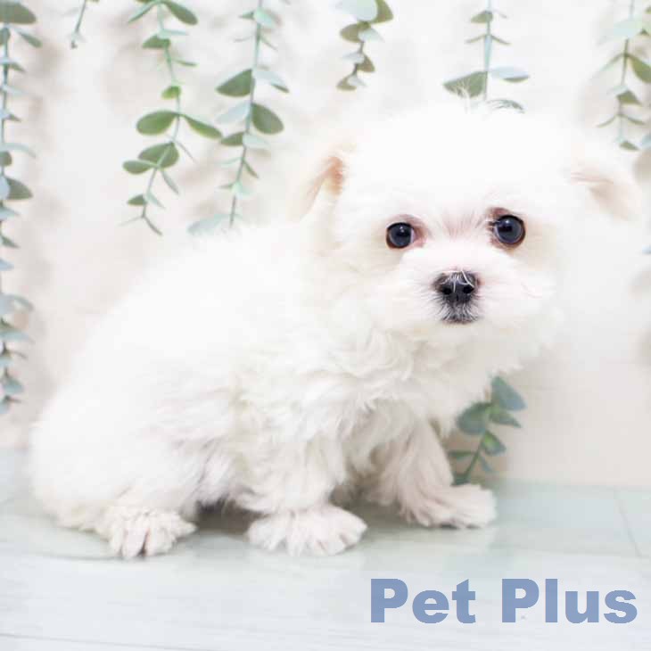 マルチーズの写真2