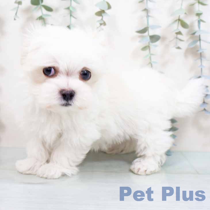 マルチーズの写真2