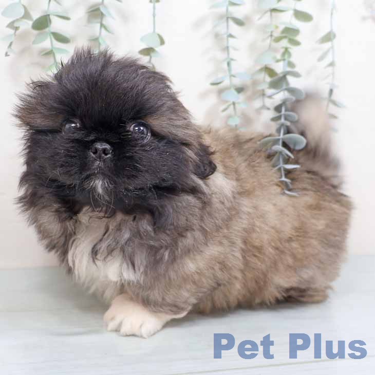 ペキニーズの写真2