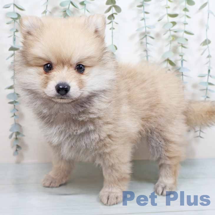 大阪府のポメラニアン (ペットプラス 大阪ドームシティ店/2026年2月24日生まれ/女の子/ウルフセーブル)の子犬の1枚目の画像