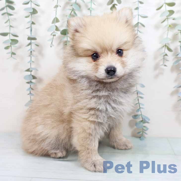 大阪府のポメラニアン (ペットプラス 大阪ドームシティ店/2026年2月24日生まれ/女の子/ウルフセーブル)の子犬の2枚目の画像