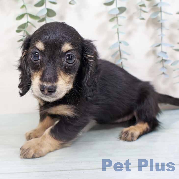 新潟県のミニチュアダックスフンド(ロング) (ペットプラス 新潟青山店/2026年2月24日生まれ/男の子/ブラックイエロー)の子犬の1枚目の画像